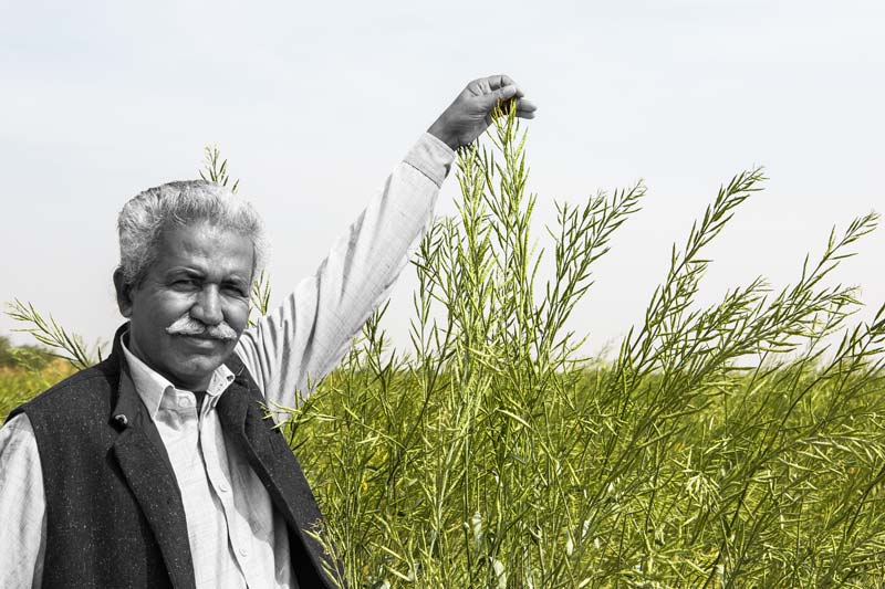 Chattar Singh Jam, the Water Wizard of Thar Desert amidst matured mustard crop sown in Bijrasar 'khadin'in Jaisalmer district, Rajasthan, rejuvenated under his guidance